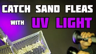 How To Catch Sand Fleas - Using Uv Flashlight At Night - ( Mole Crabs /  Sand Crabs ) - Catching Bait - Youtube