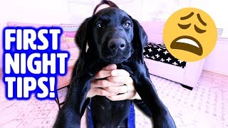 First Night With New Puppy! 🤗 How To Survive Your First Day Home - Youtube