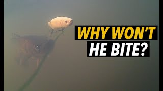 Fish Following But Not Biting? - Youtube