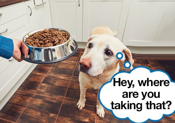 23 Tricks To Get A Picky Dog To Eat His Food (Every Last Bit!)