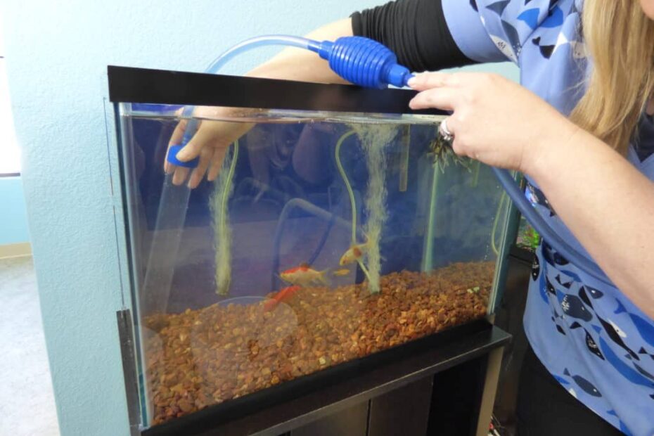 How To Clean A Fish Tank The Right Way In 12 Easy Steps - Fish Vet