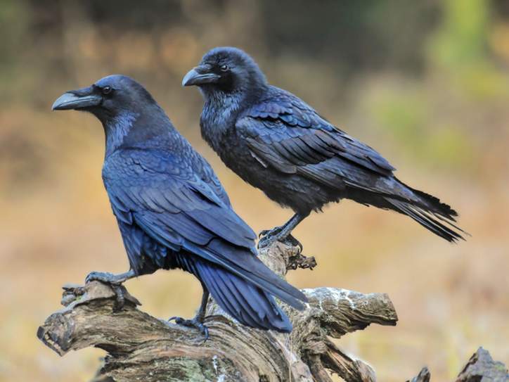 Raven Vs. Crow: How They Compare | Merriam-Webster