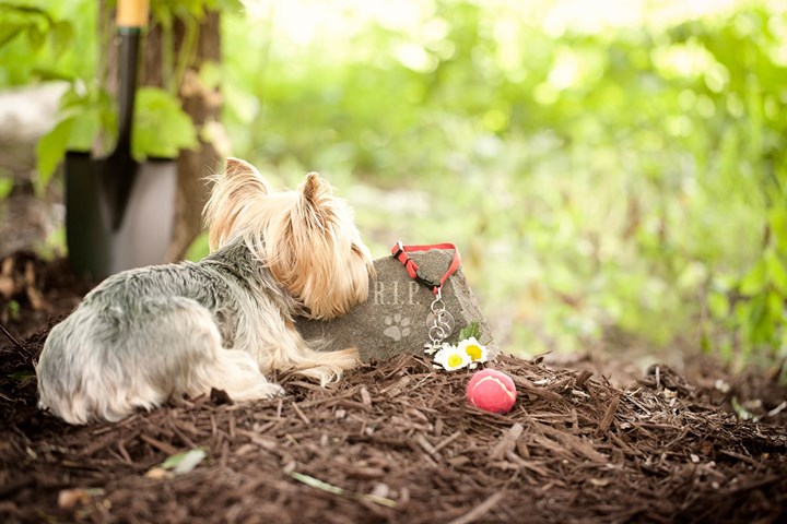 2 Reasons Why You Shouldn'T Bury A Pet In The Backyard | Better Homes And  Gardens