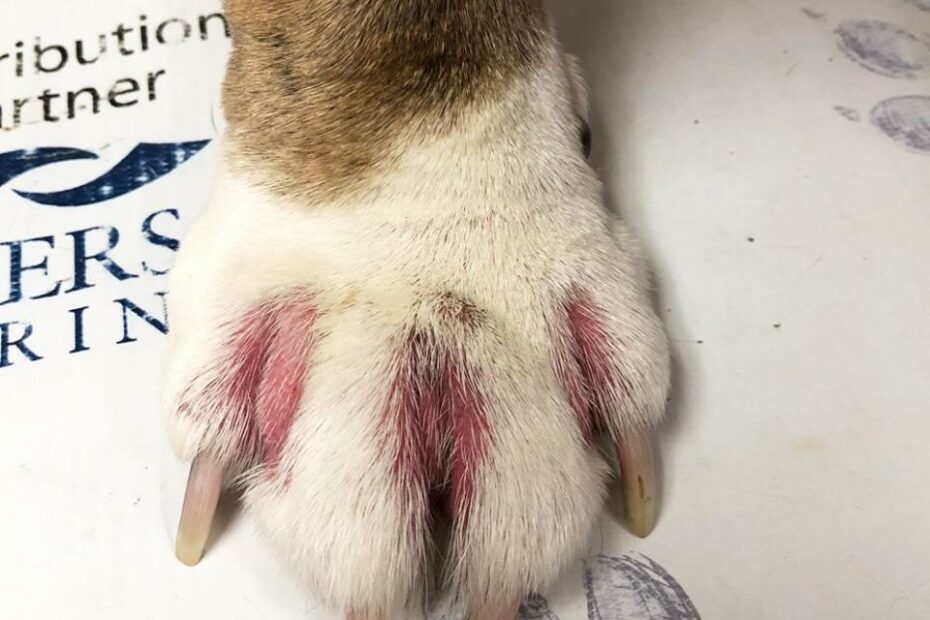 What Do Dog Paw Allergies Look Like: Unveiling Canine Skin Reactions