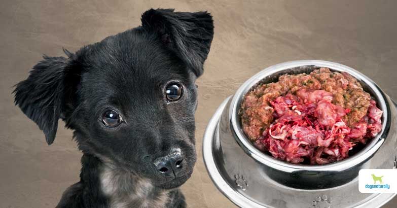 Raw Dog Food: 6 Simple Rules To Get Started - Dogs Naturally