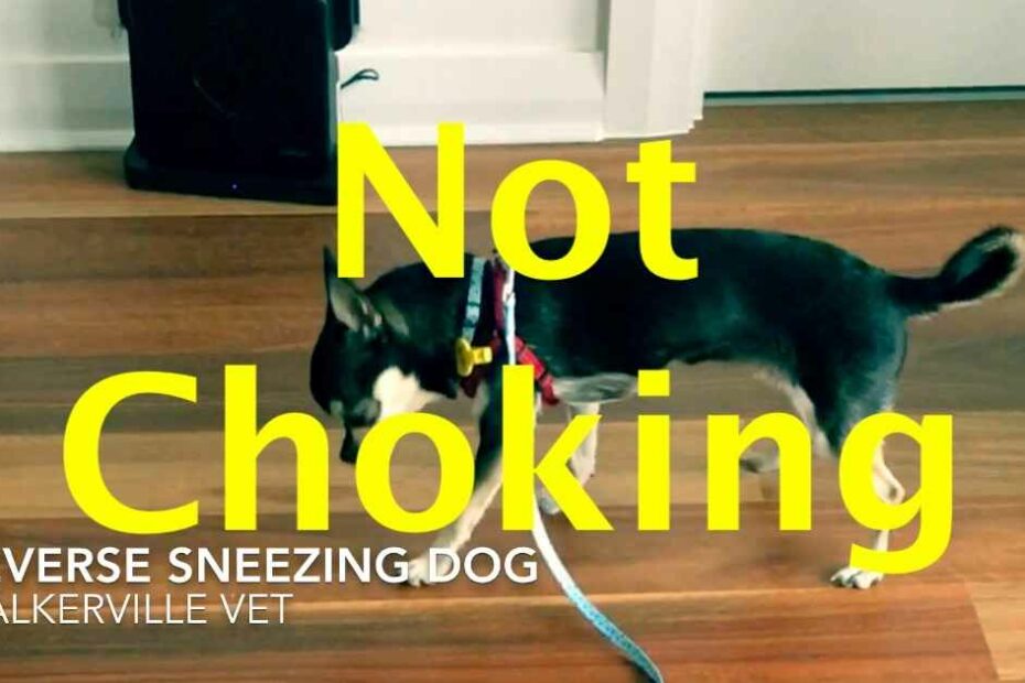 Reverse Sneezing In Dogs | Walkerville Vet