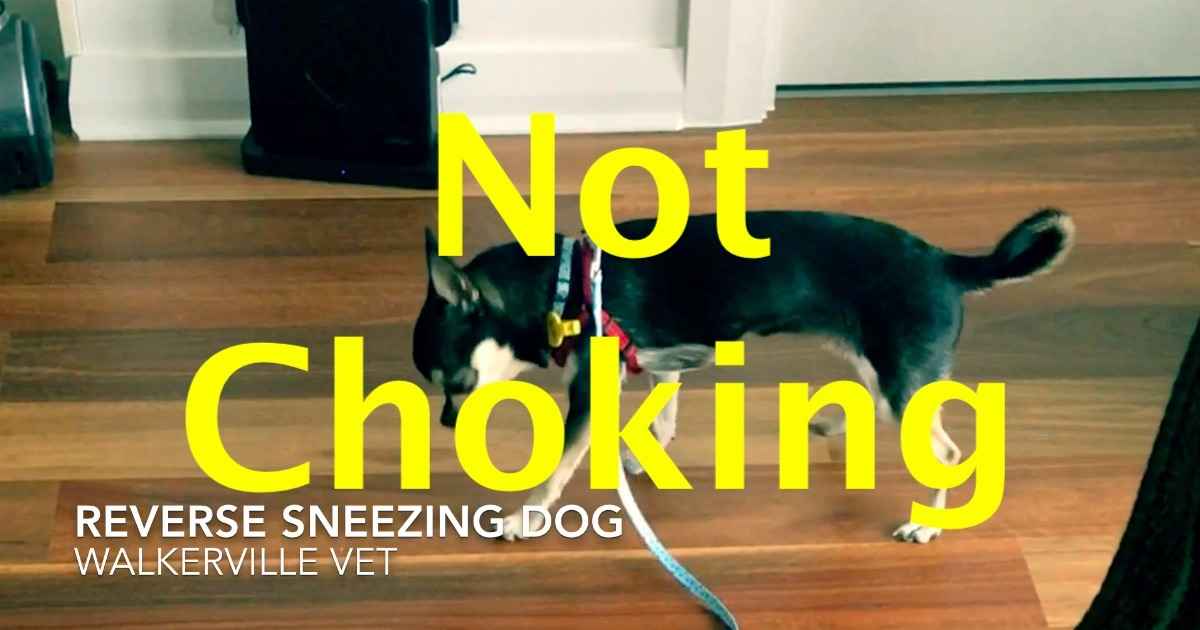 Reverse Sneezing In Dogs | Walkerville Vet