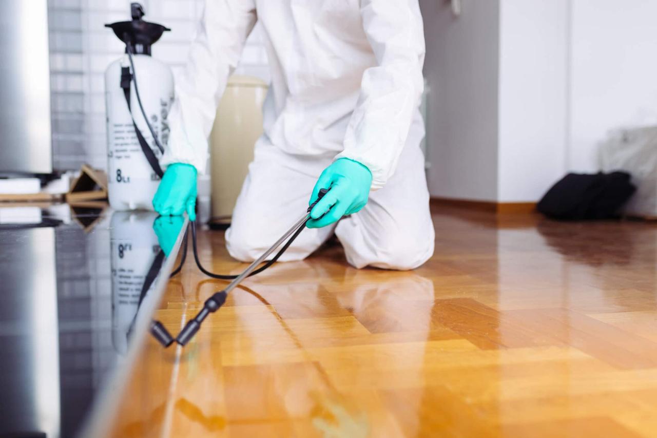 How Much Does Pest Control Service Cost? (2023)