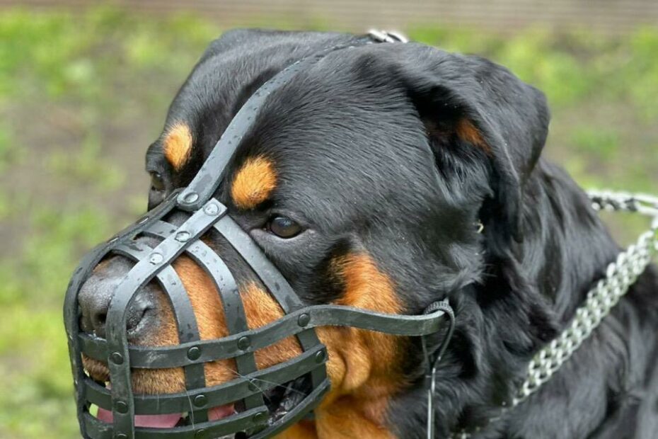 Leather Dog Muzzle For Rottweiler ,Mastiff And Other Dogs With Short Snout  | Ebay