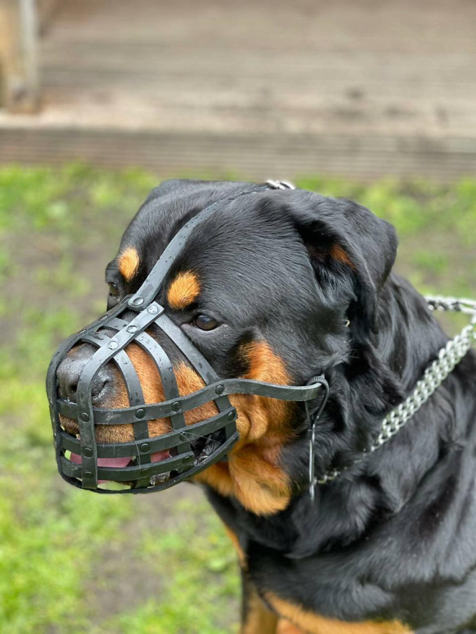 Leather Dog Muzzle For Rottweiler ,Mastiff And Other Dogs With Short Snout  | Ebay