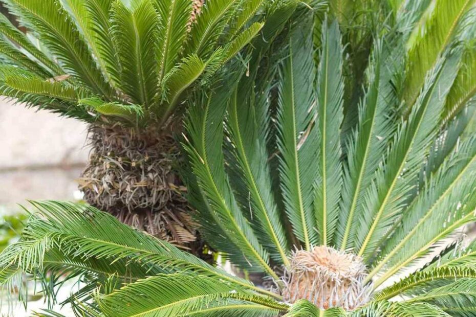 2 Dogs Die From Sago Palm Toxicity: Here'S How To Keep Your Own Pup Safe