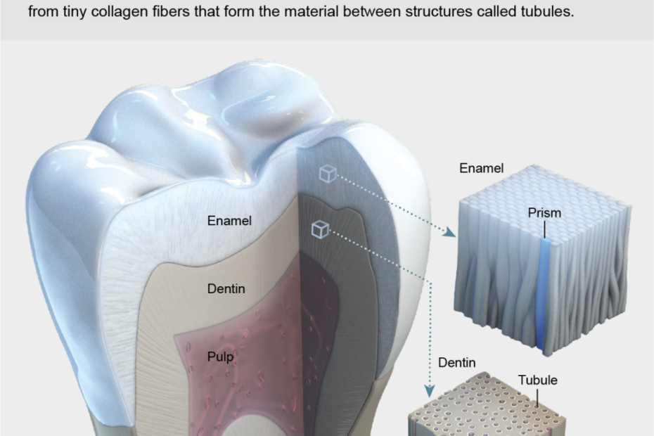 Why We Have So Many Problems With Our Teeth - Scientific American