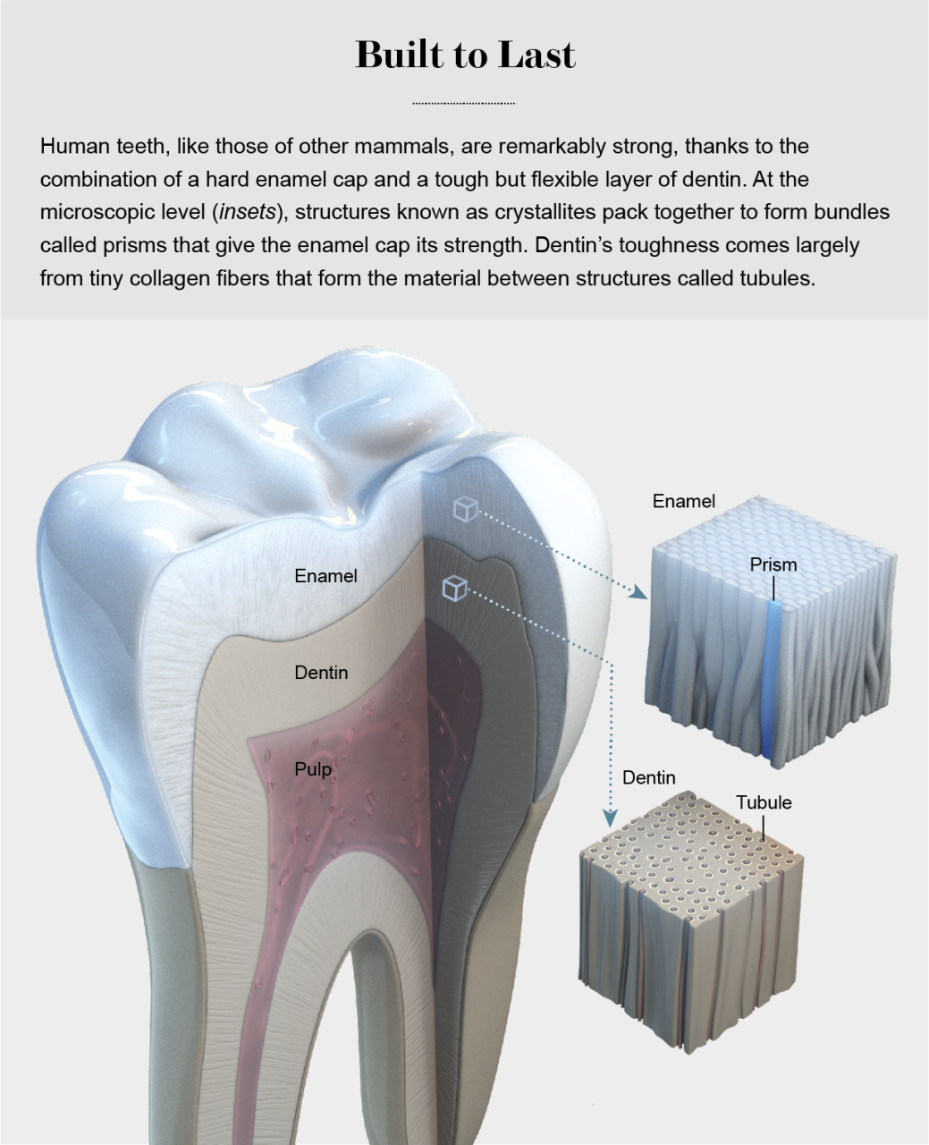 Why We Have So Many Problems With Our Teeth - Scientific American