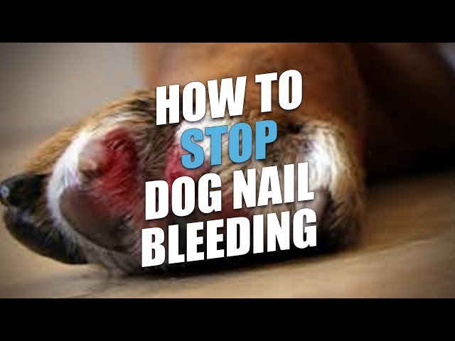 How To Stop Dog Nail Bleeding (And What To Do) - Youtube