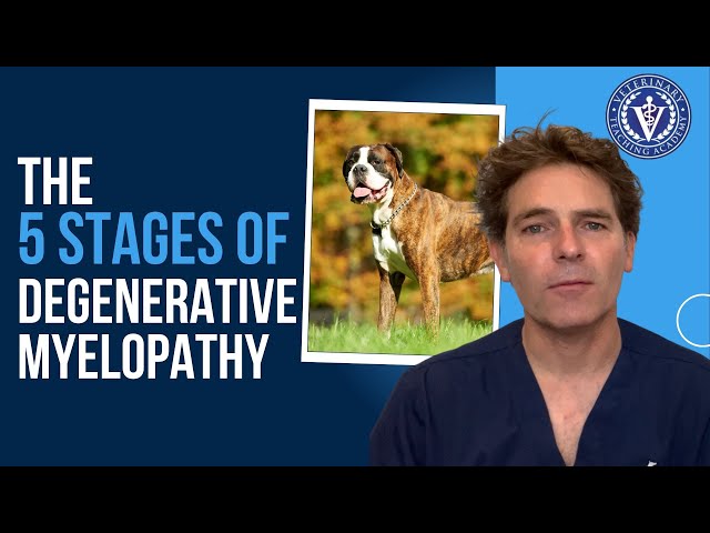 The 5 Stages Of Degenerative Myelopathy In Dogs - Youtube