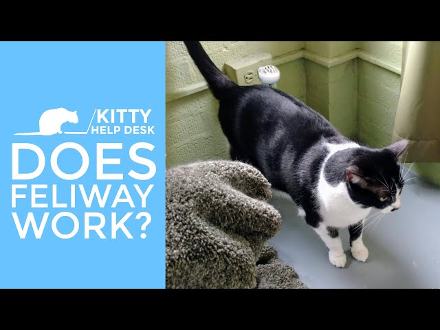 Does Feliway Work? - Youtube