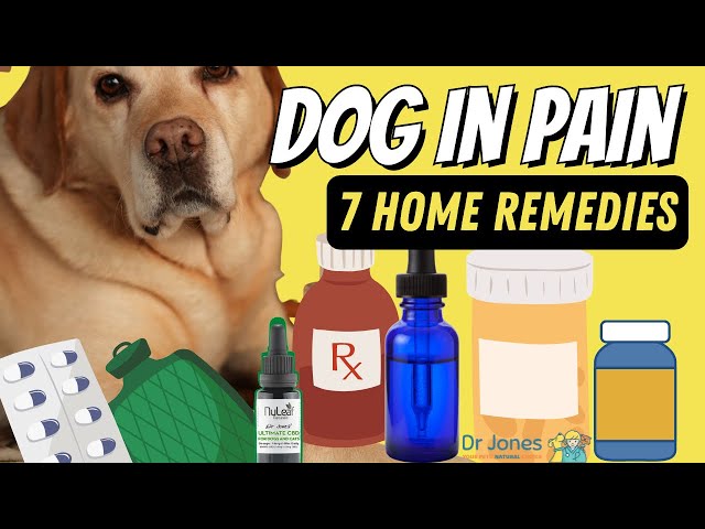 Dog In Pain: 7 Effective Home Remedies - Youtube