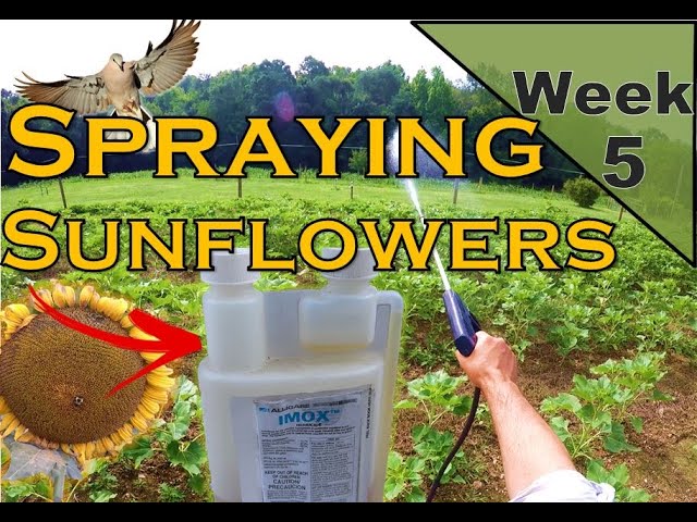 What A Disappointment... | Spraying Post Emergent Herbicides On Clearfield  Sunflowers - Youtube