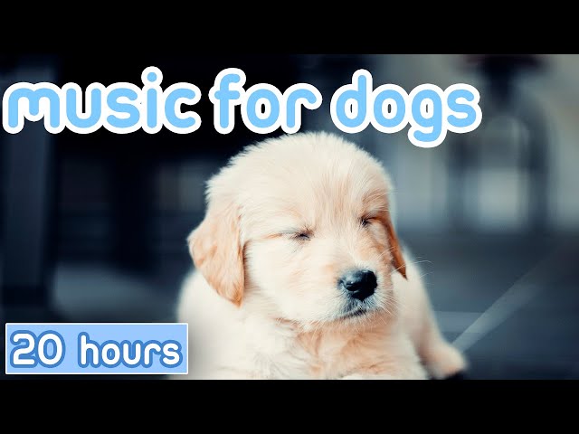 No Ads] Music For Dogs: 20 Hours Of Gentle Calming Songs - Youtube