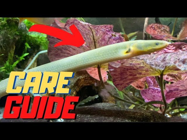 Rope Fish Care Guide ! - Youtube