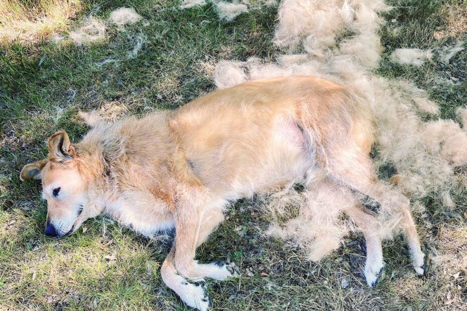 Why Does My Dog Shed So Much? - Whole Dog Journal