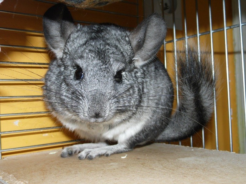 Do Chinchillas Smell? Vet-Reviewed Facts & Care Tips | Pet Keen