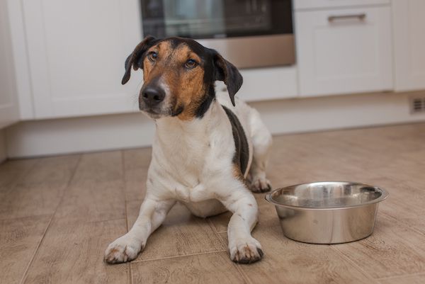 Dog Digestive System Basics — How Long Does It Take For A Dog To Digest  Food?