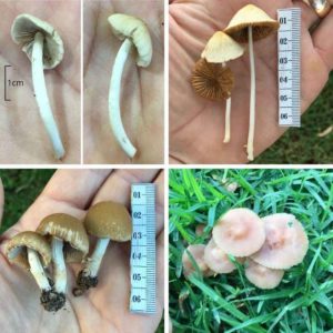 Help! My Dog Ate A Mushroom | Toxicity, Signs | Walkerville Vet