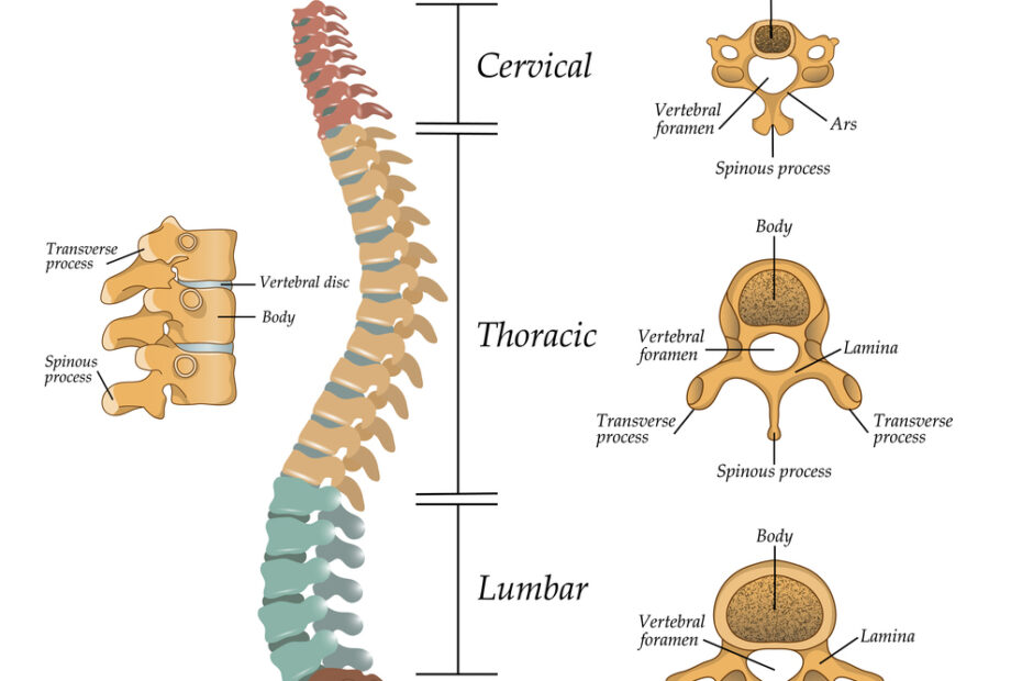 Anatomy Of Spinal Stenosis