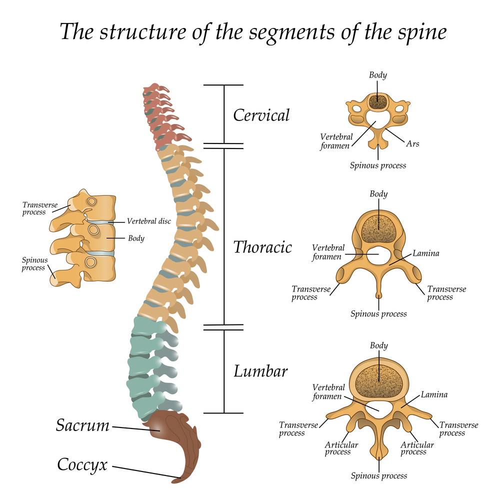 Anatomy Of Spinal Stenosis