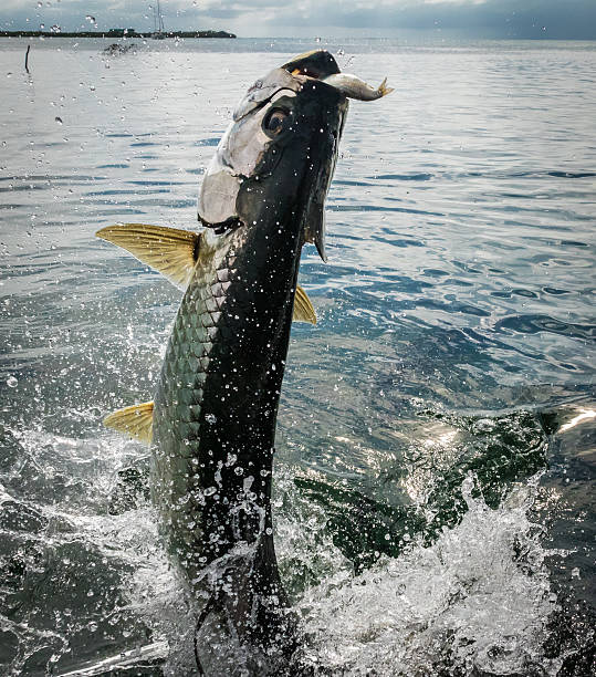 Tarpon Fish Jumping Out Of Water Caye Caulker Belize Stock Photo - Download  Image Now - Istock