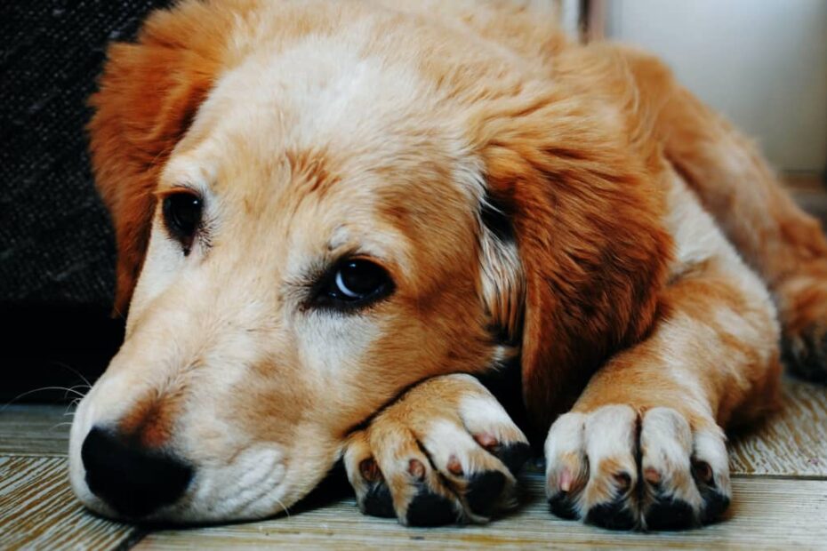 15 Signs A Dog Is Dying: What To Do When Your Dog'S Health Declines -  Pethelpful