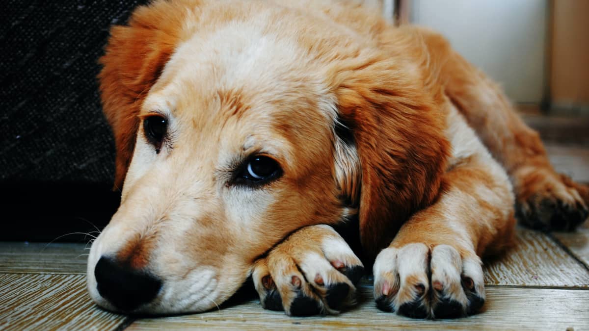 15 Signs A Dog Is Dying: What To Do When Your Dog'S Health Declines -  Pethelpful