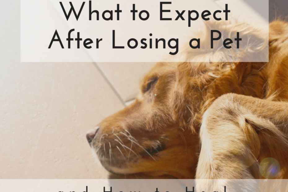 The Stages Of Grief When Losing A Dog - Pethelpful