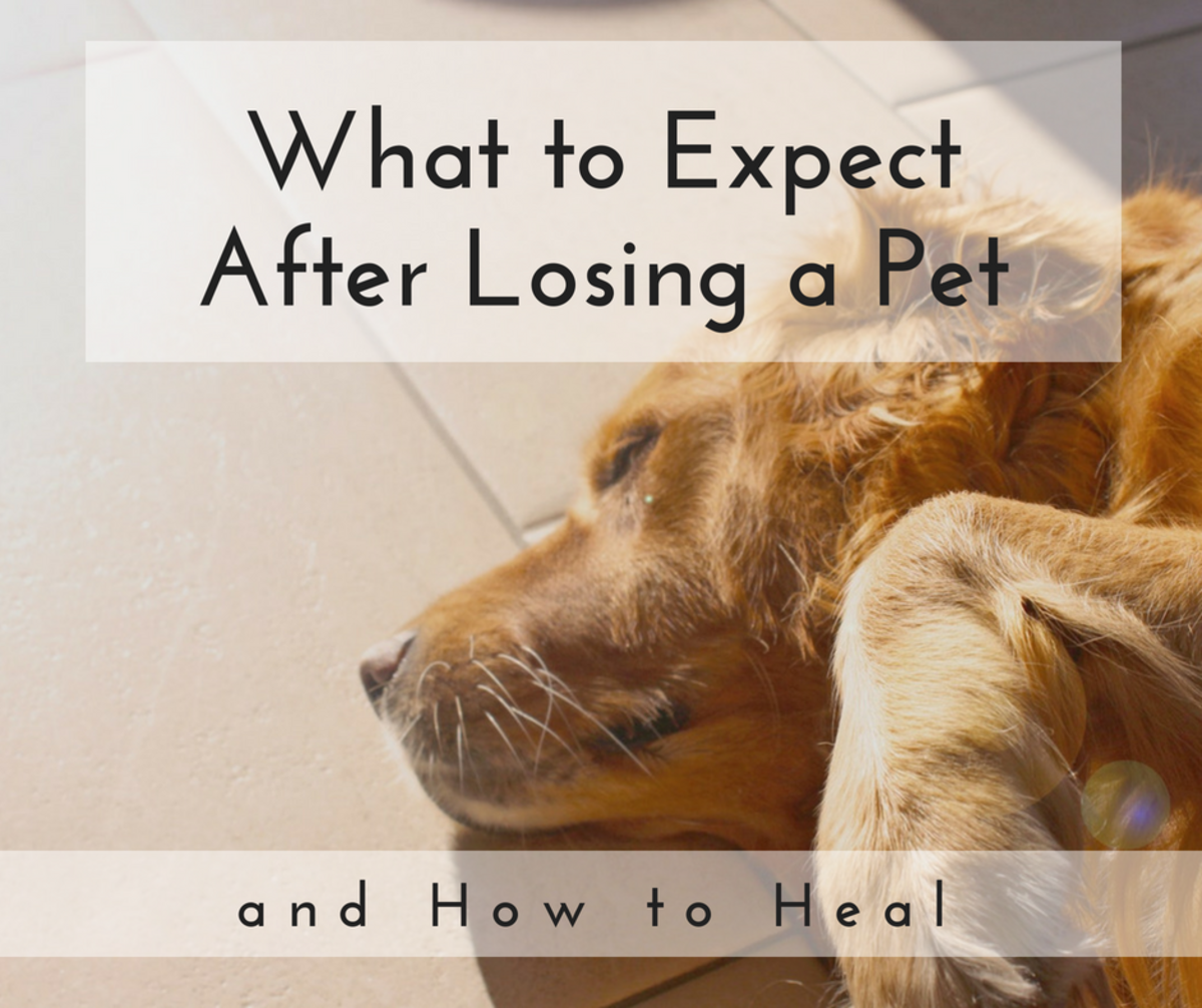 The Stages Of Grief When Losing A Dog - Pethelpful