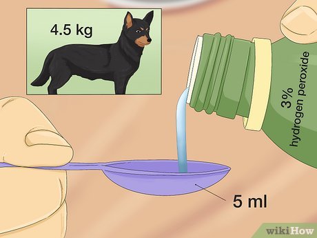 How To Make A Dog Vomit In An Emergency Situation