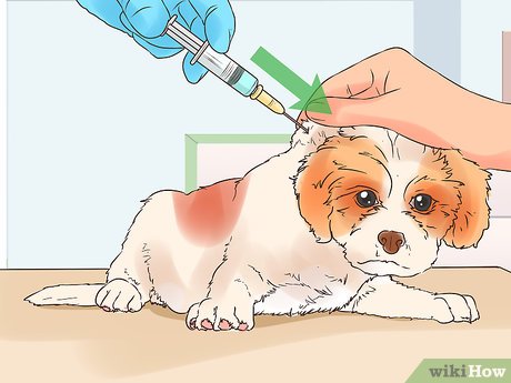 How To Give Puppy Shots At Home: Expert Tips