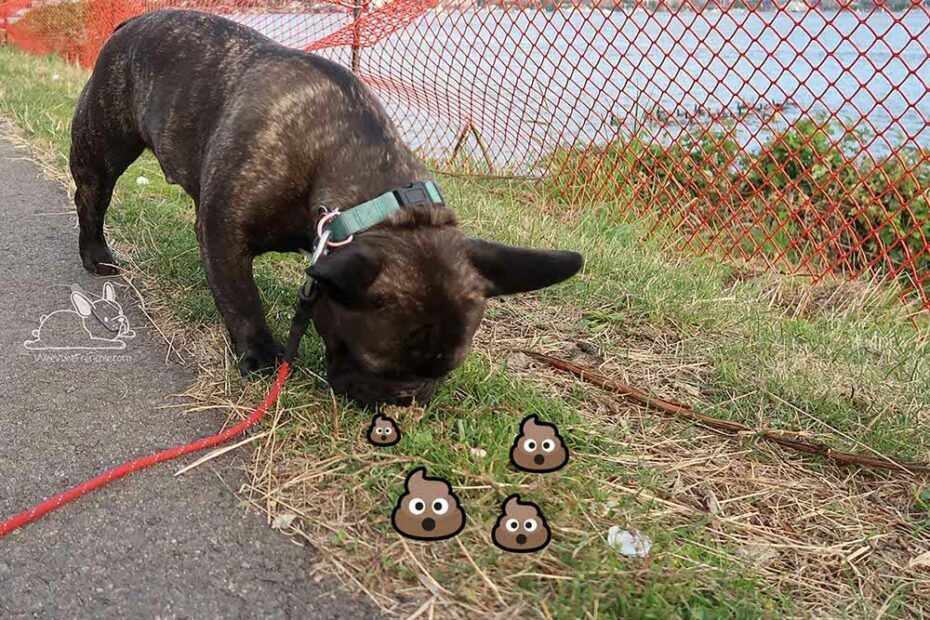 Why Does My Dog Eat Goose Poop And Is It Harmful?