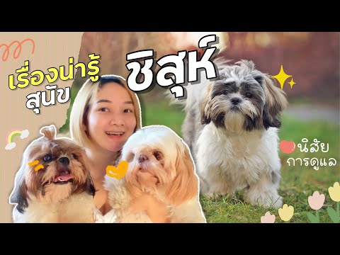 สุนัขสายพันธุ์ชิสุห์  | รู้ก่อนเลี้ยงชิสุห์นะจ้ะ (EP.31)