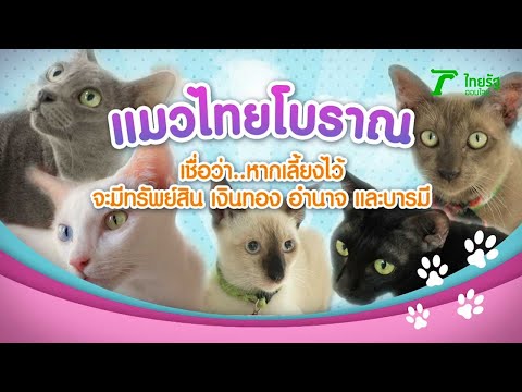 5 แมวไทยโบราณ เชื่อว่า หากเลี้ยงไว้ จะมีทรัพย์สิน เงินทอง อำนาจ และบารมี | 04-07-63 | ตะลอนข่าว