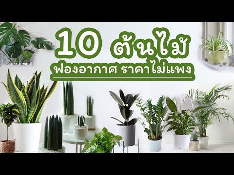 10 ต้นไม้ฟอกอากาศ เลี้ยงง่าย ราคาไม่แพง  I บ้านในฝัน EP.54