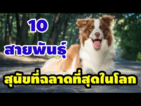 10 สายพันธุ์สุนัขที่ฉลาดที่สุดในโลก