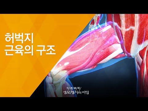 허벅지 근육의 구조 - (20130717_465회 방송)_건강의 중심, 허벅지