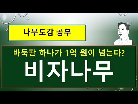 비자나무(榧子)는 어떤 나무일까?