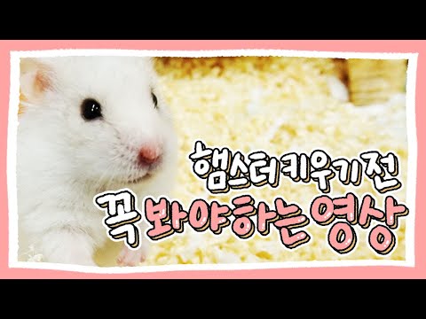 햄스터 키우기 전, 알아두면 좋을 주의사항들!