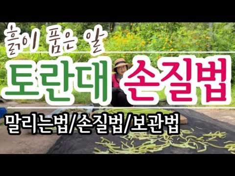 토란대 수확/말리는법/손질법/보관법