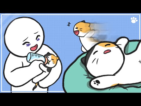 새끼 고양이 키우기 (준비물, 밥, 배변유도)