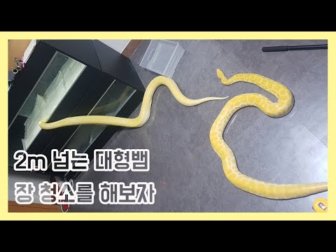 2m넘는 대형뱀 집을 청소해보자! [파충류, 버미즈파이톤. 뱀]🐍🐍🐍