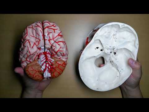 뇌의 구조(모형)