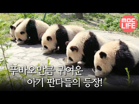 푸바오만큼 귀여운 아기 판다들의 등장! #MBC LIFE #다큐멘터리곰 MBC 190204 방송